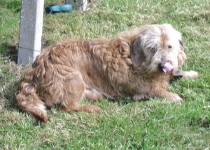 POMPOM Fauve de Bretagne, mâle, âgé de 12 ans